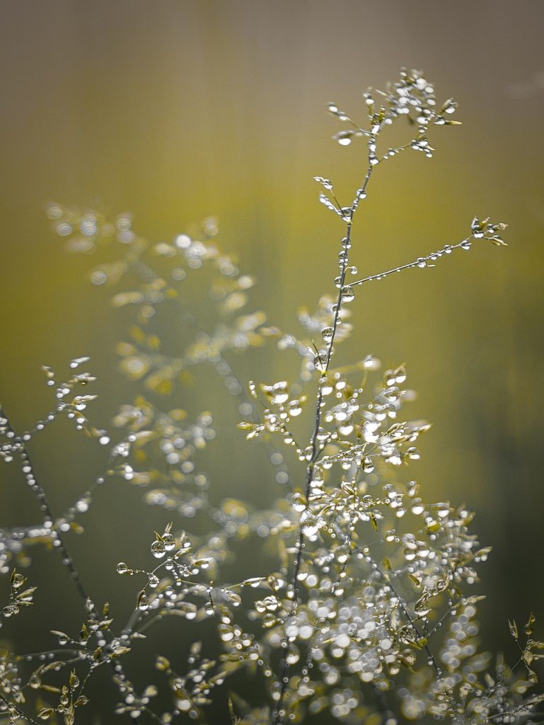 plants, dew, nature, drops, grass, light, depth of field, bokeh